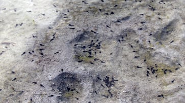 The oldest tadpole fossil ever discovered was unearthed by scientists in Argentina.