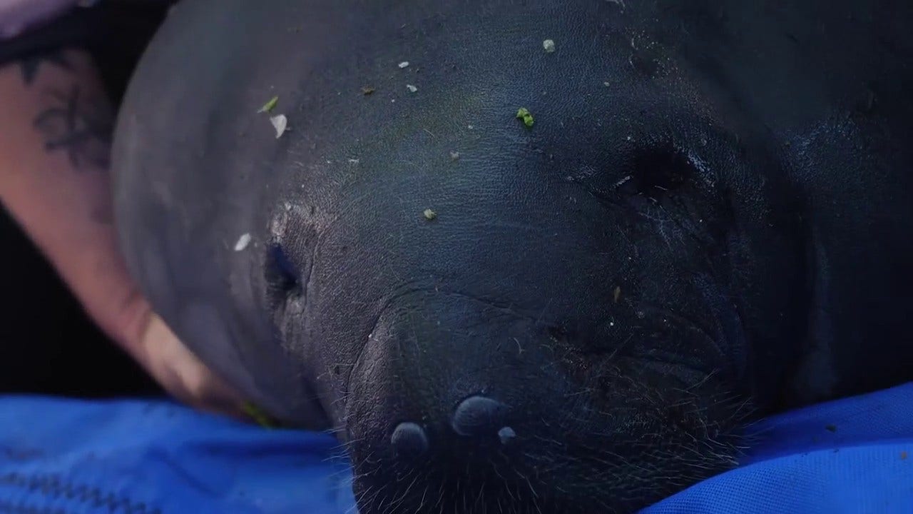 After years of rehabilitation, five manatees who were once orphaned ...