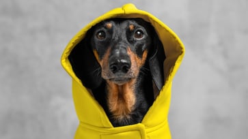 Get your dog ready for chilly weather with these fall and winter pet accessories.