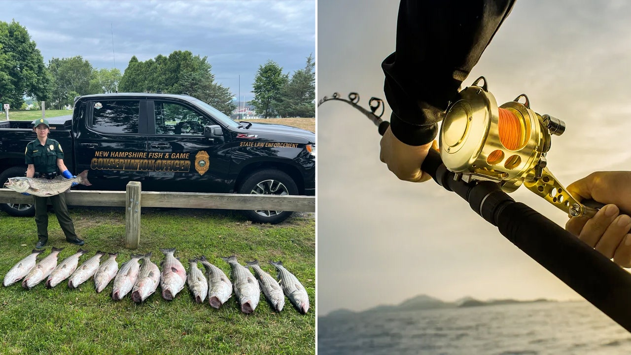 Angler apprehended following the capture of 14 large fish: "Nabbed with evidence"