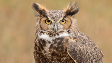 Owls as symbols of wisdom — and what birds can reveal about our own nature.