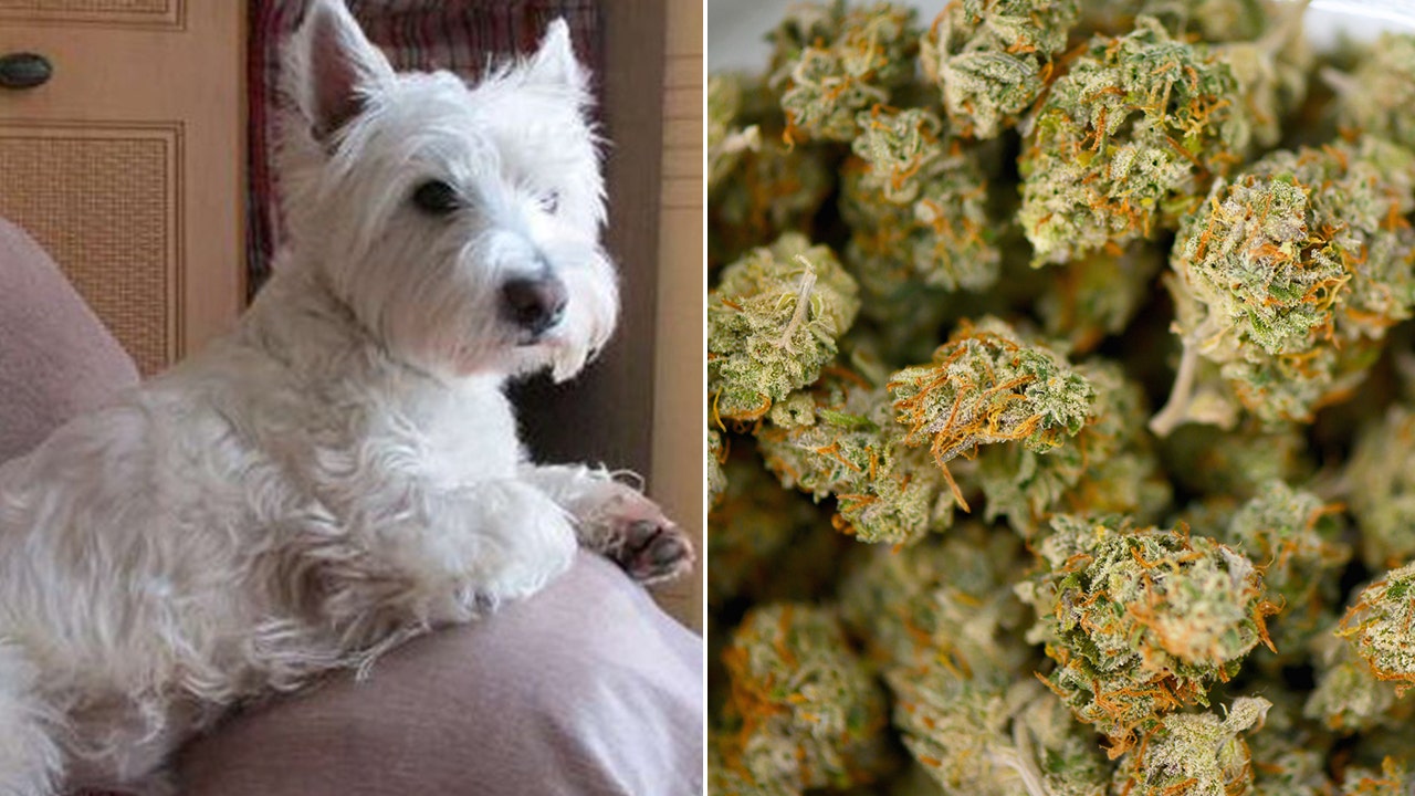 Dog owner claims pet nearly died after accidentally consuming marijuana during a walk.