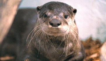 Officials report that a river otter attacked a mother and her child in Washington state, dragging the young child underwater.