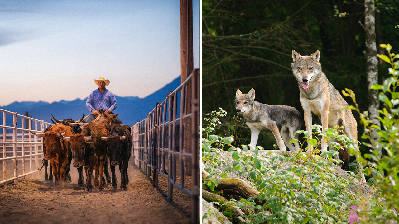 Officials urged to lethally remove wolves from Colorado ranches.