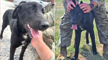 Soldier overseas begs for rescue of beloved puppy: 'A piece of my heart'