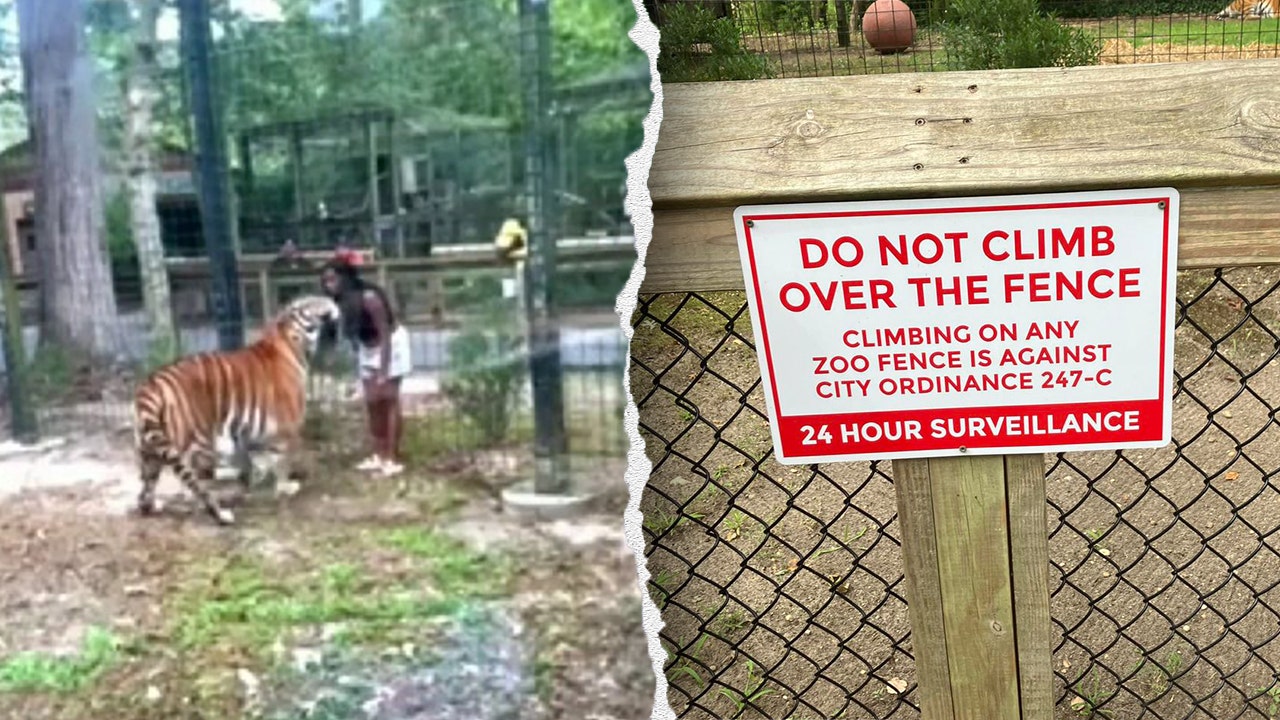 Video shows New Jersey woman nearly bitten by tiger after climbing into zoo enclosure