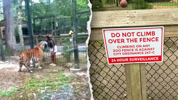 Video shows New Jersey woman nearly bitten by tiger after climbing into zoo enclosure