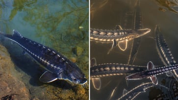 Evidence of prehistoric fish discovered in the Connecticut River by researchers.