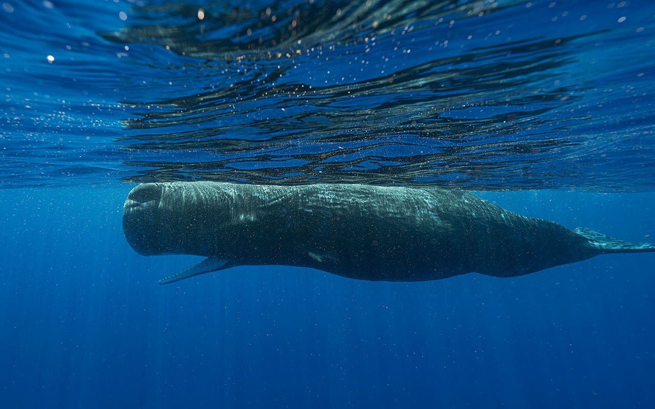 Scientists have discovered the fundamental components of sperm whale language, according to a recent study.