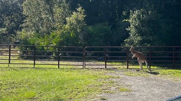 A bear escaped from its enclosure in Florida, allowing a kangaroo to roam freely.