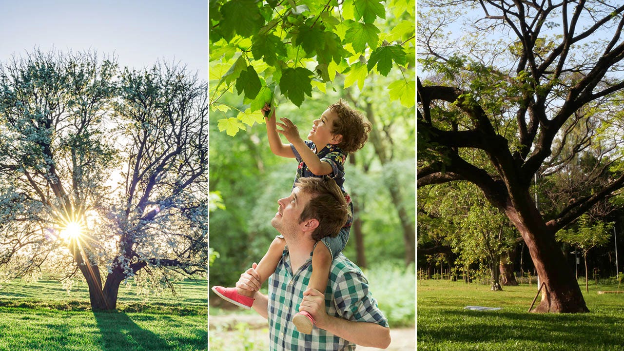 April 26 marks Arbor Day, a day to celebrate trees and their significance as a symbol of hope for the future.