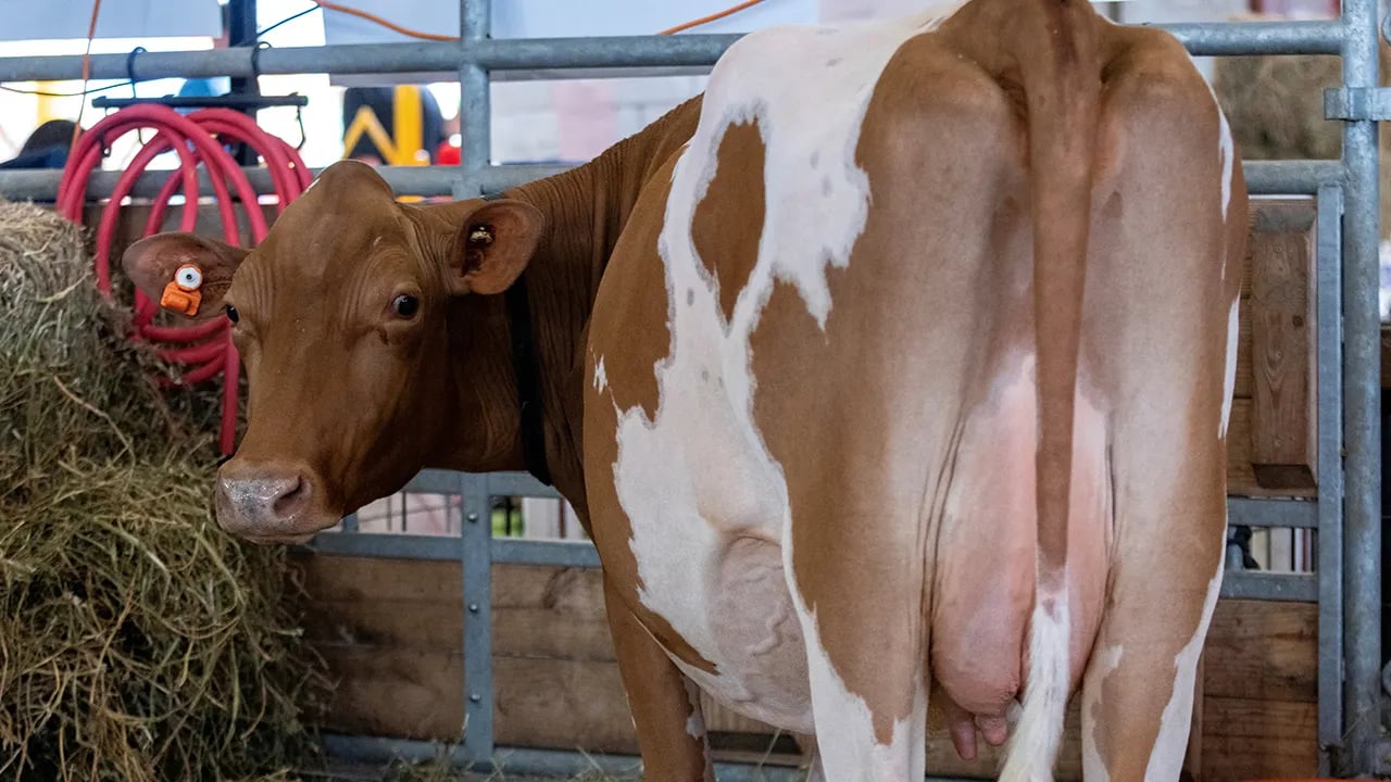 Some state fairs are taking precautions against bird flu by using fiberglass cows.