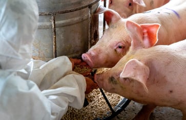 Health officials confirm the first case of a pig infected with bird flu in the US.