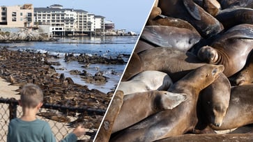 In droves, sea lions were caught on camera taking over a popular California beach, prompting its indefinite closure to the public.