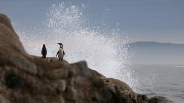 The declining Humboldt penguin population poses an extinction threat.