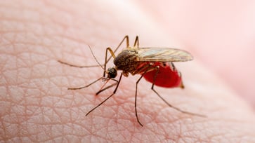 The first locally transmitted dengue fever case of 2024 is recorded in Texas.