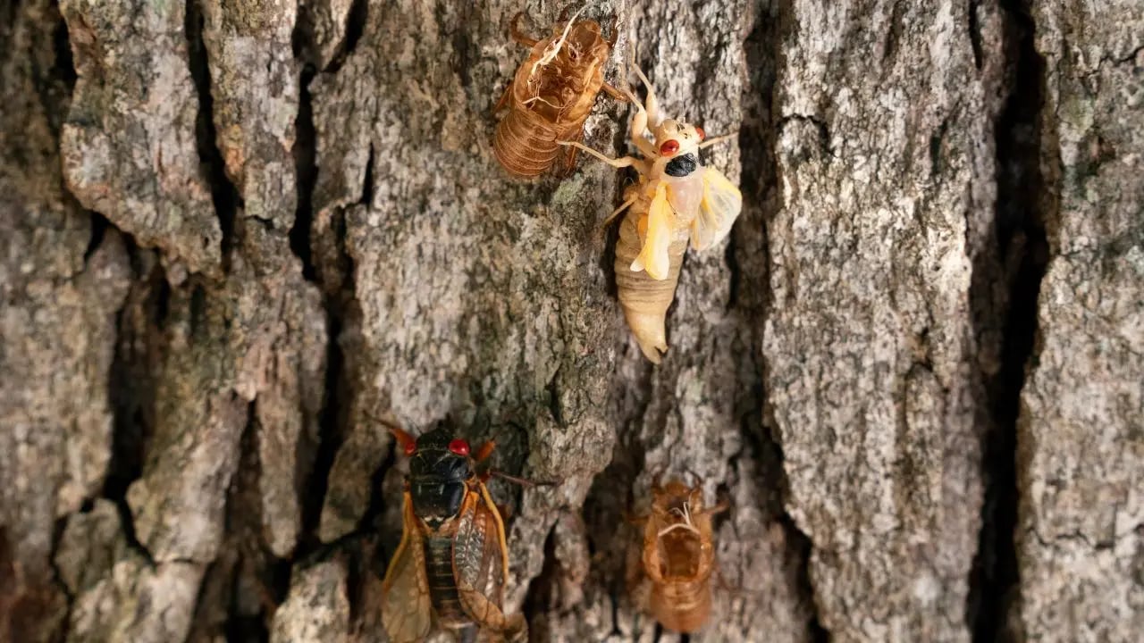 The cicada invasion has commenced! Discover the locations of the emerging flying insects.