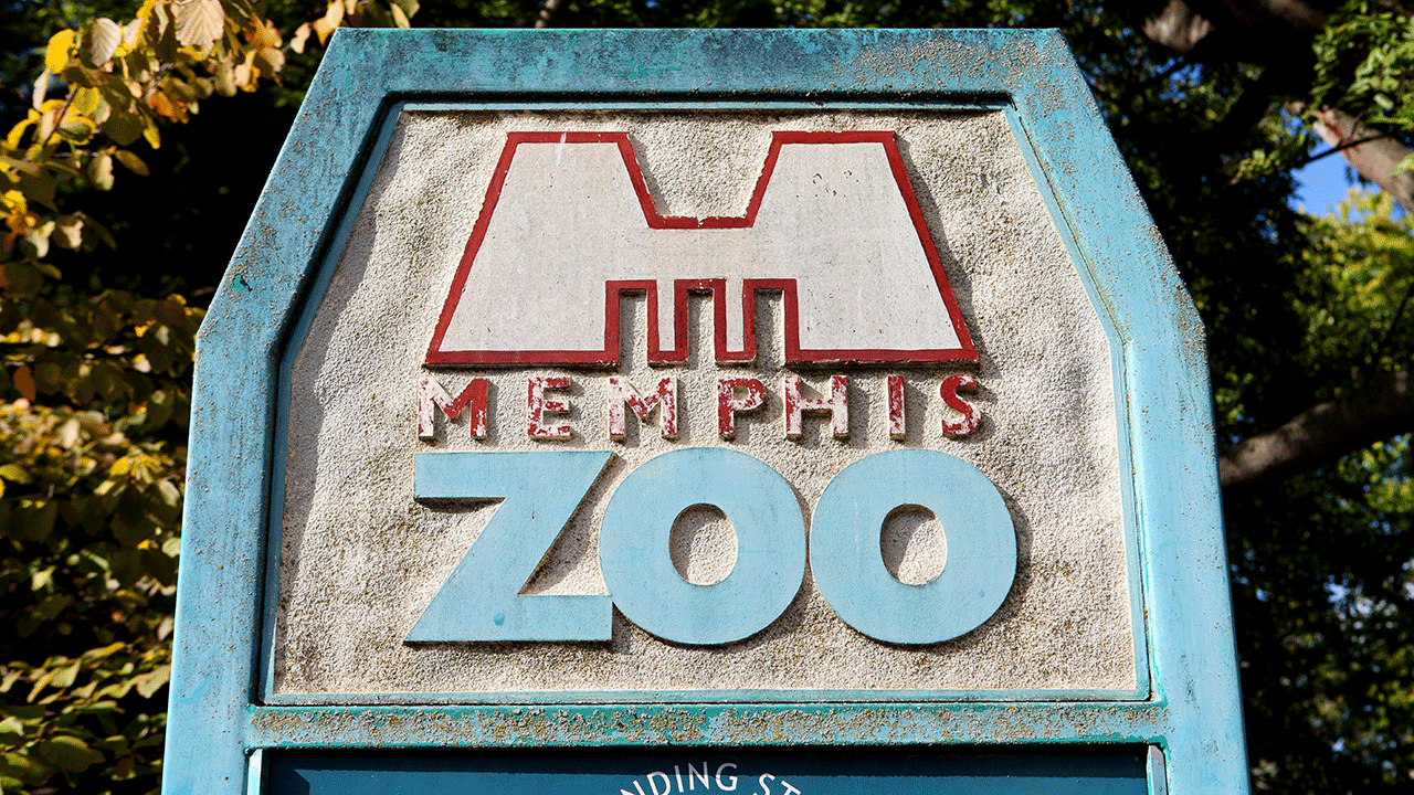 The Memphis Zoo has christened a newborn endangered penguin chick with the name of a character from 'The Lord of the Rings'.