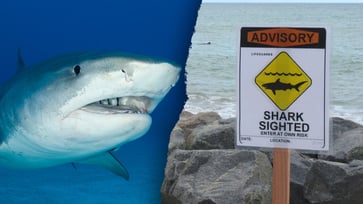 A tiger shark sighting near the Hawaiian coast leads to the posting of warning signs on the beach.