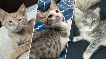 Two cat parents share their tips for successful fostering on National Kitten Day.