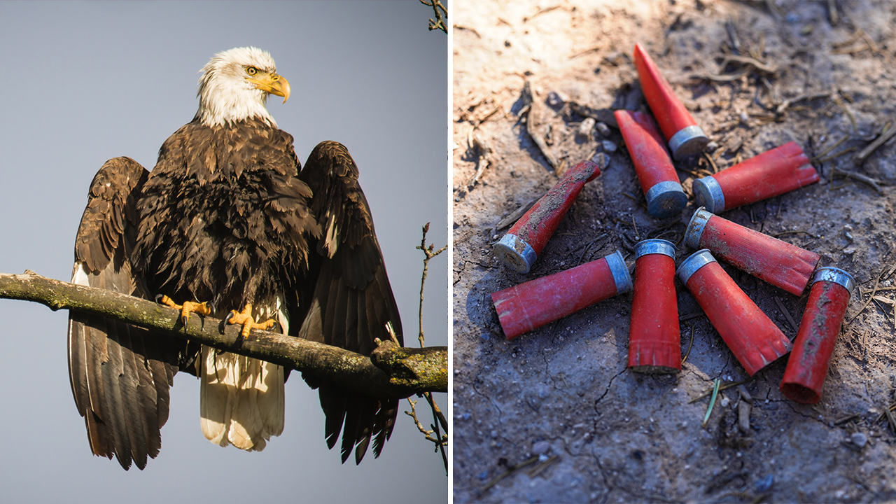 Eagle population faces serious threat, prompting warning to American hunters.