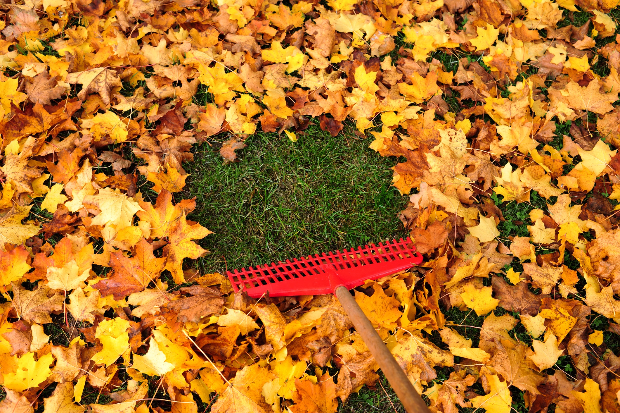 10 crucial elements for autumn lawn maintenance to prevent leaf accumulation