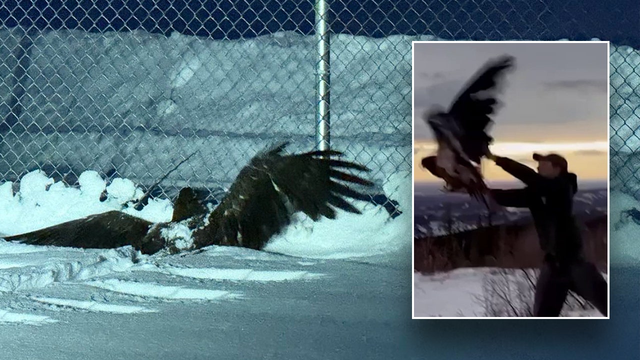 Police rescue Alaska bald eagle that was 'frozen and unable to fly' and now 'ready to fly the coop'.