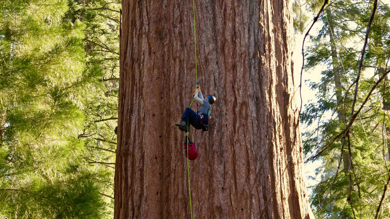 In an effort to discover new threats to sequoias, researchers have scaled the world's largest tree, General Sherman, for the first time.