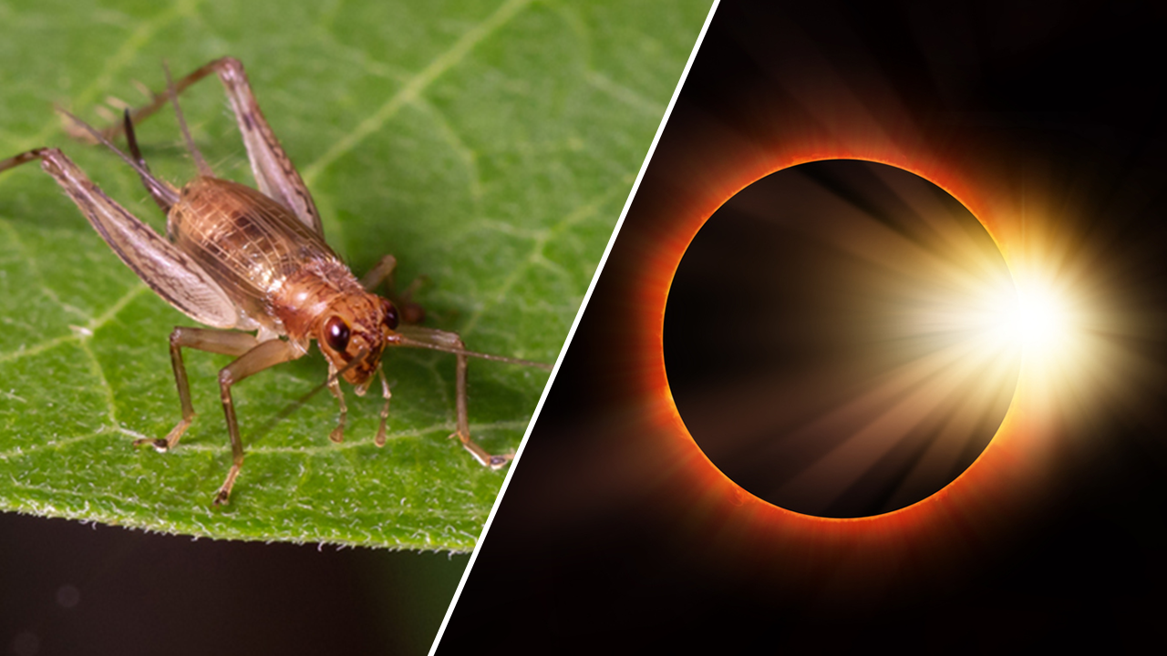 NASA is requesting the public's assistance in documenting unusual ...