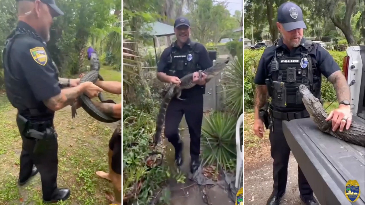 Florida law enforcement apprehend a troublesome alligator at a 104-year-old woman's residence.