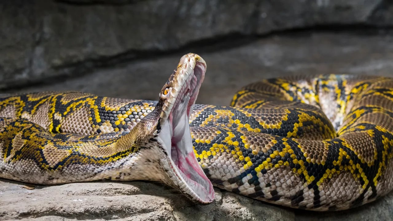 An examination of the world's longest snake, surpassing 32 feet, and holding the record for its impressive slithering.