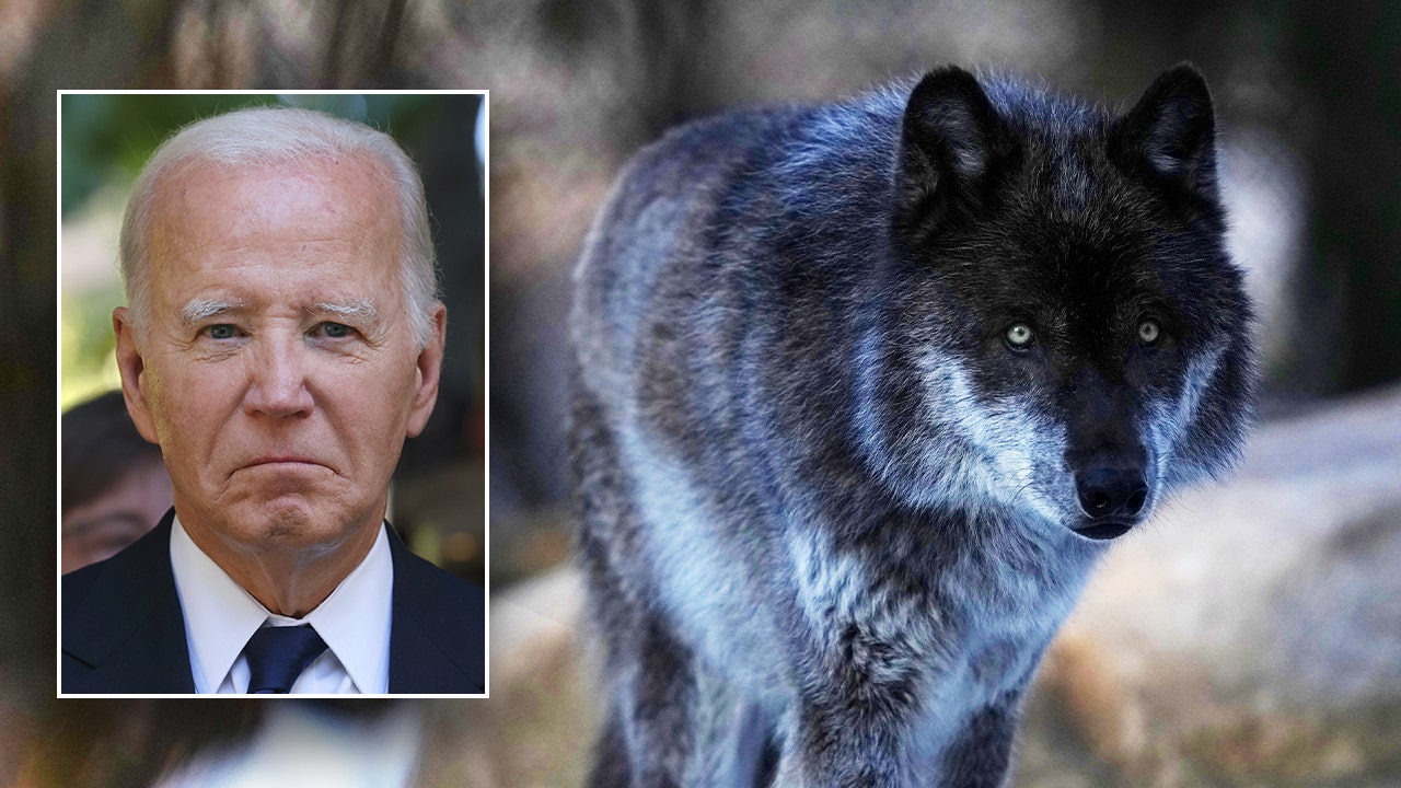 The Biden administration is considering reinstating a Trump-era rule and removing gray wolves from the endangered species list.