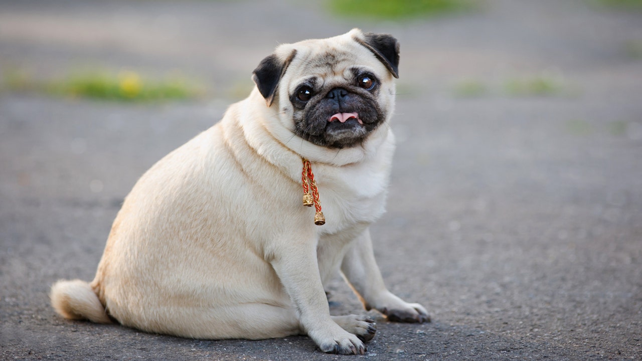 Experts caution that obesity poses a risk to dogs; here's how to assist your overweight pooch in shedding pounds.