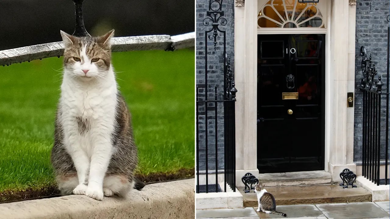 The 'chief mouser' of the United Kingdom, Larry the Cat, endures more prime minister changes than any other feline.