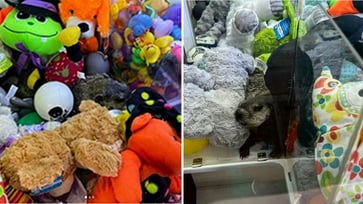 Pennsylvania Game Machine Exhibits Real Animal as Prize Alongside Stuffed Toys for Children