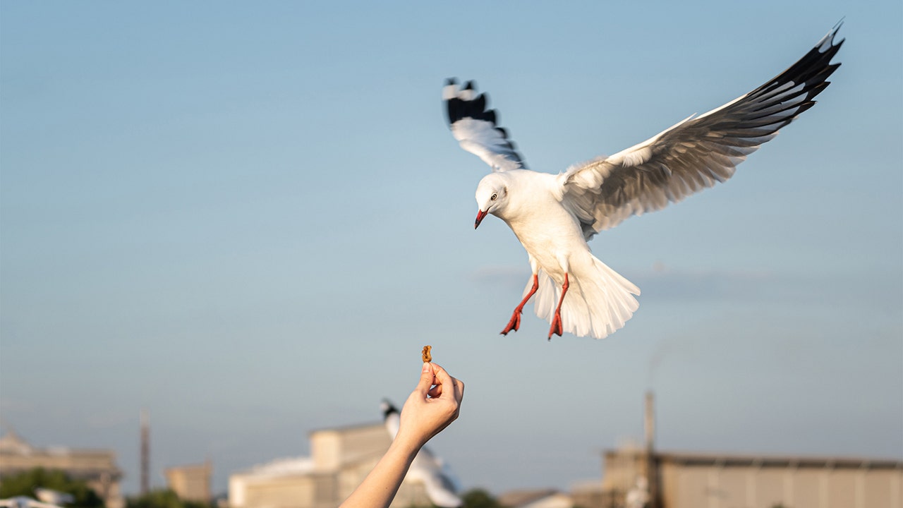 Customers can now purchase an insurance policy from a food truck after birds caused problems.