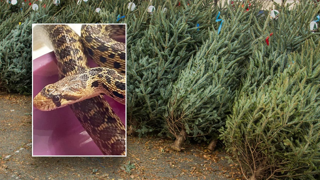 In a Christmas tree shipping container, Hawaii store employees stumbled upon a 2-foot snake.