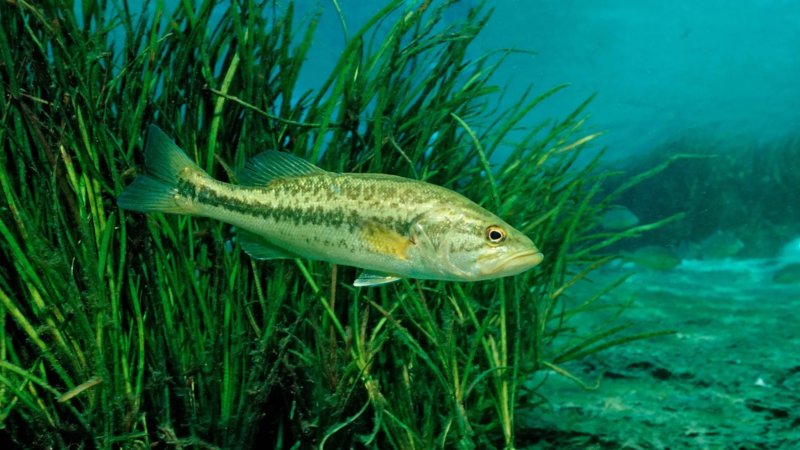 Discovery of distinct species of largemouth bass in Florida is crucial.