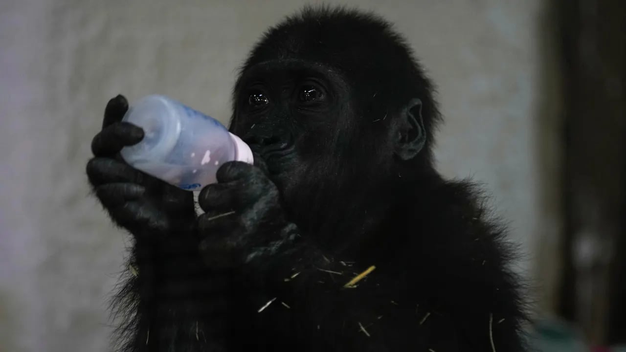 Turkish zoo nursing baby gorilla discovered in plane cargo.