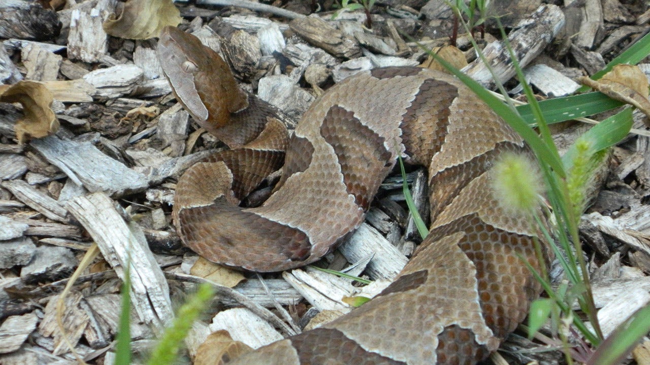 New Jersey officials caution against handling venomous snakes: 'Stay away'