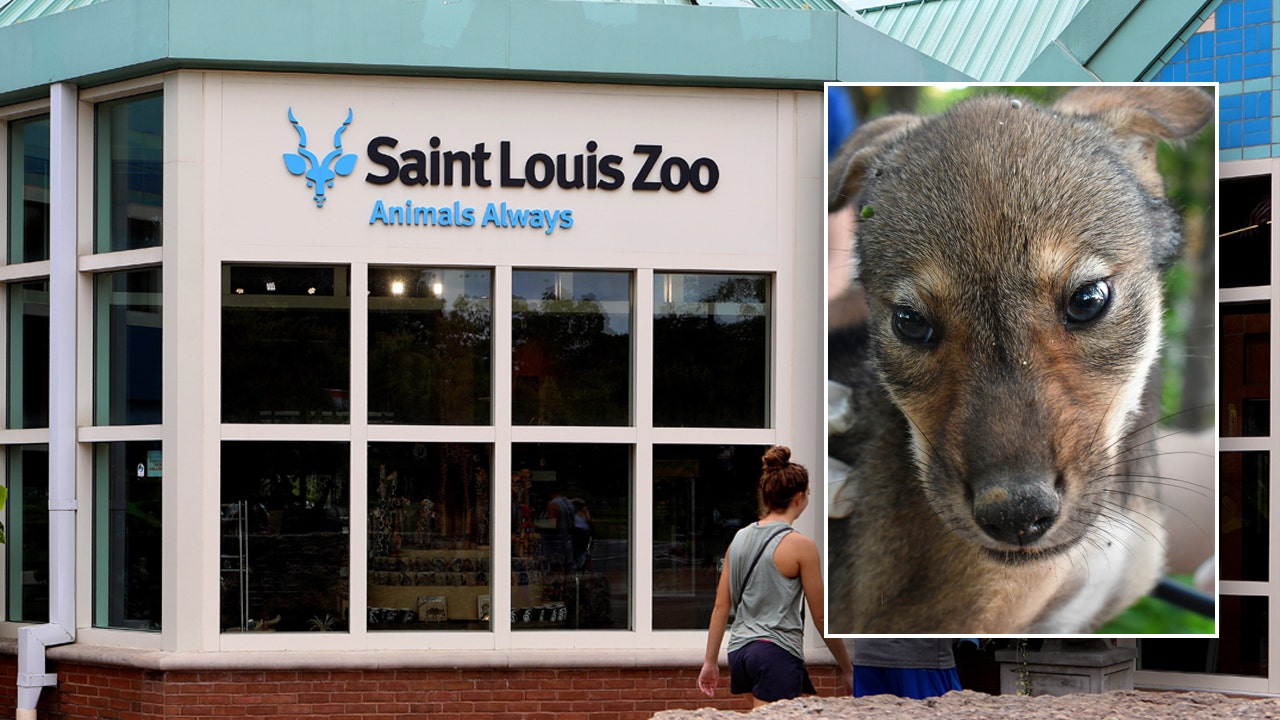 St. Louis Zoo welcomes first-ever litter of endangered American red wolf pups.