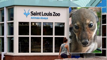 St. Louis Zoo welcomes first-ever litter of endangered American red wolf pups.