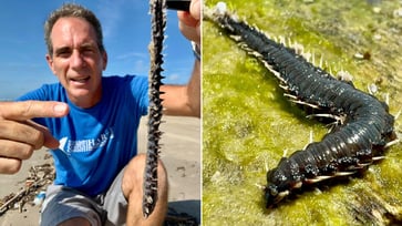 Creatures with spikes wash up on Texas beach, causing fear among beachgoers.