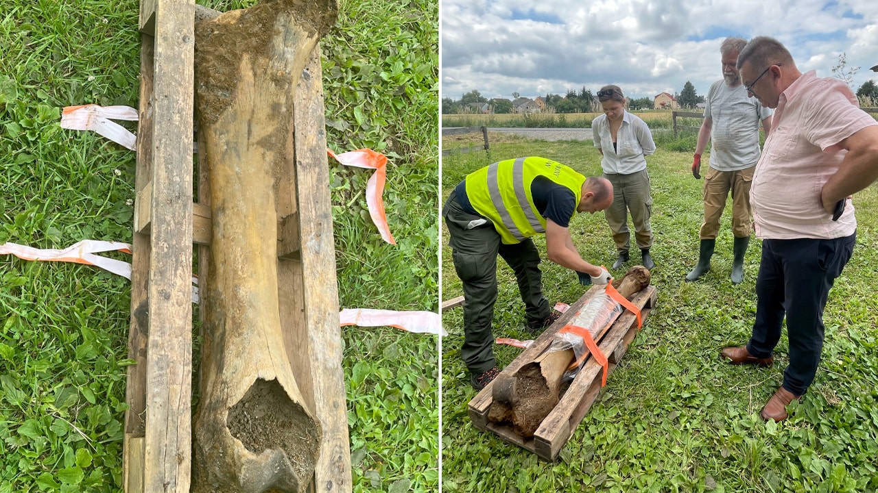 A large mammoth bone, measuring 'thick as a human leg,' has been discovered by a fisherman, dating back to the Ice Age.