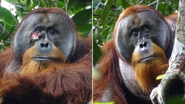 Researchers claim that an orangutan in an Indonesian rainforest appeared to intentionally treat its own facial wound.