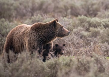 A grizzly bear in Wyoming was fatally struck by a vehicle.