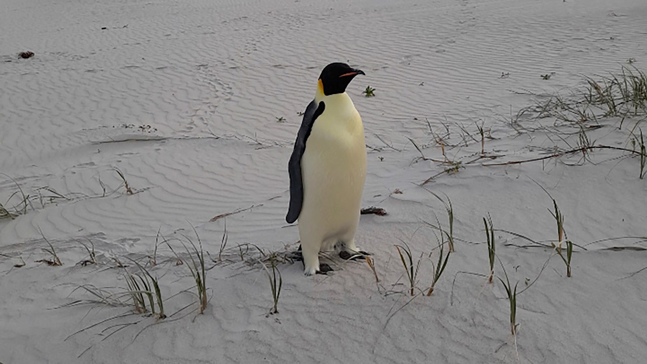 A first emperor penguin was discovered alive on an Australian tourist beach.