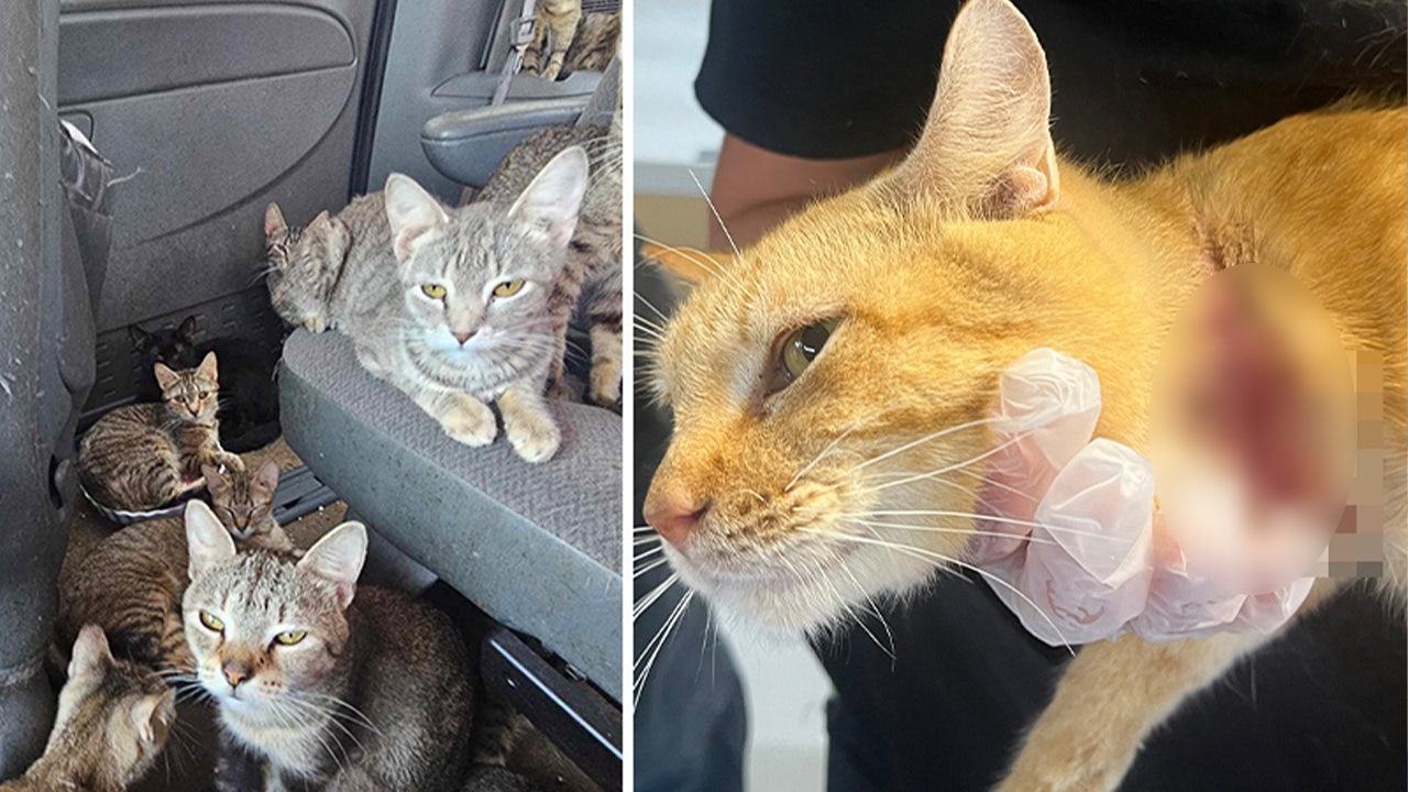 In Iowa, dozens of cats were rescued from a van during a heat wave after enduring "heartbreaking" conditions.