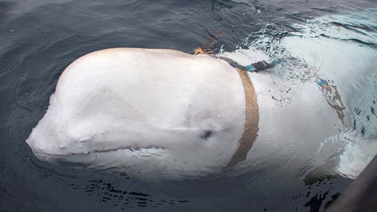 In Norway, a whale that was cherished was rumored to be a Russian "spy" and was subsequently slain.