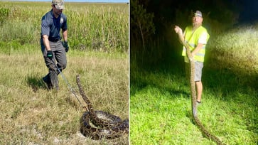 Nearly 200 invasive snakes are removed from Florida during the annual python challenge.